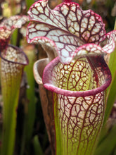 Load image into Gallery viewer, Wholesale Sarracenia hybrid supermix 20 count
