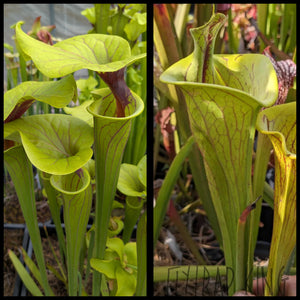 Sarracenia flava var ornata x flava "F221" seeds