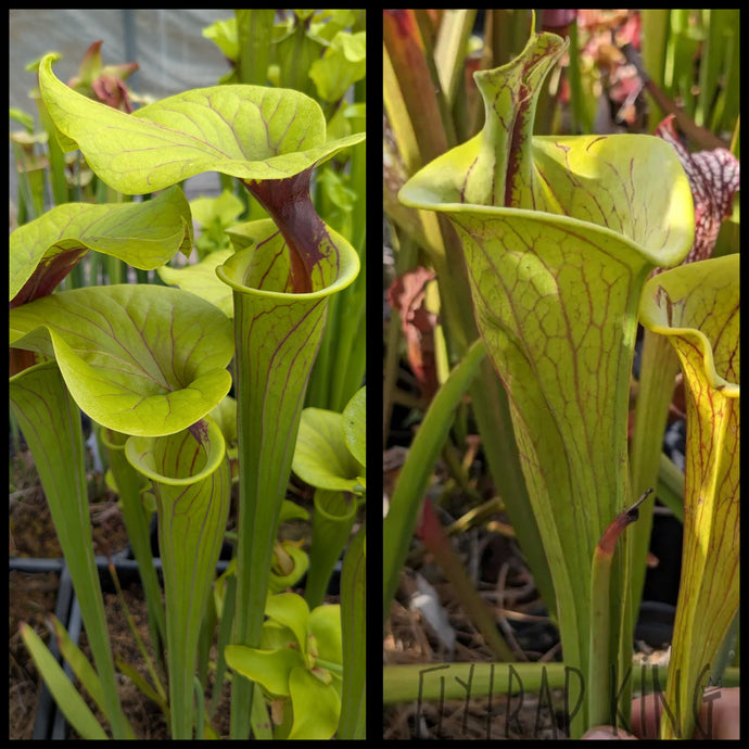 Sarracenia flava var ornata x flava 