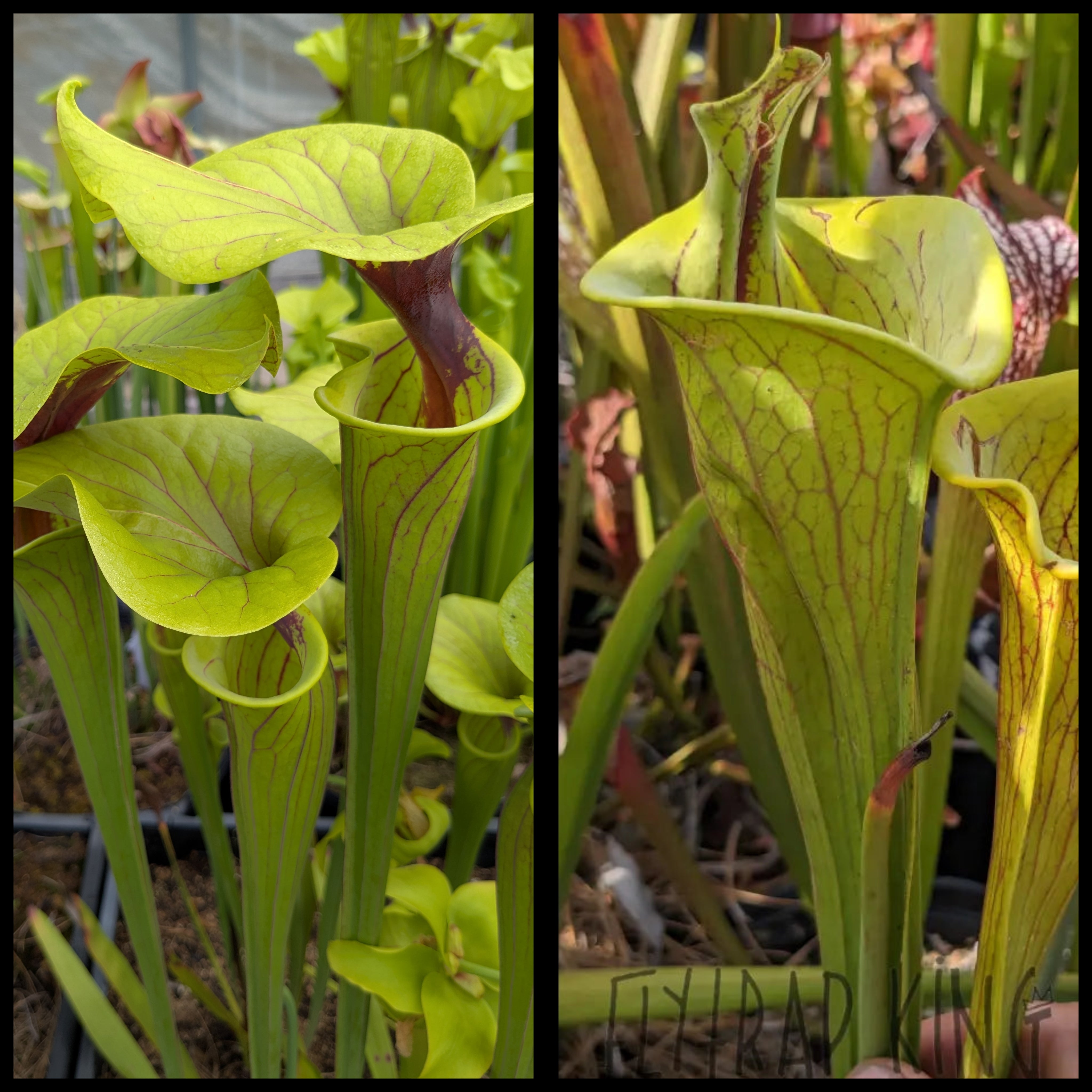 Sarracenia flava var ornata x flava 