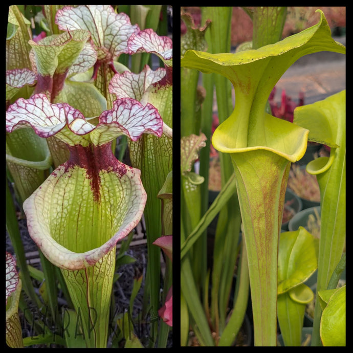 Sarracenia 'Leah Wilkerson' x flava 'Pastel' seeds