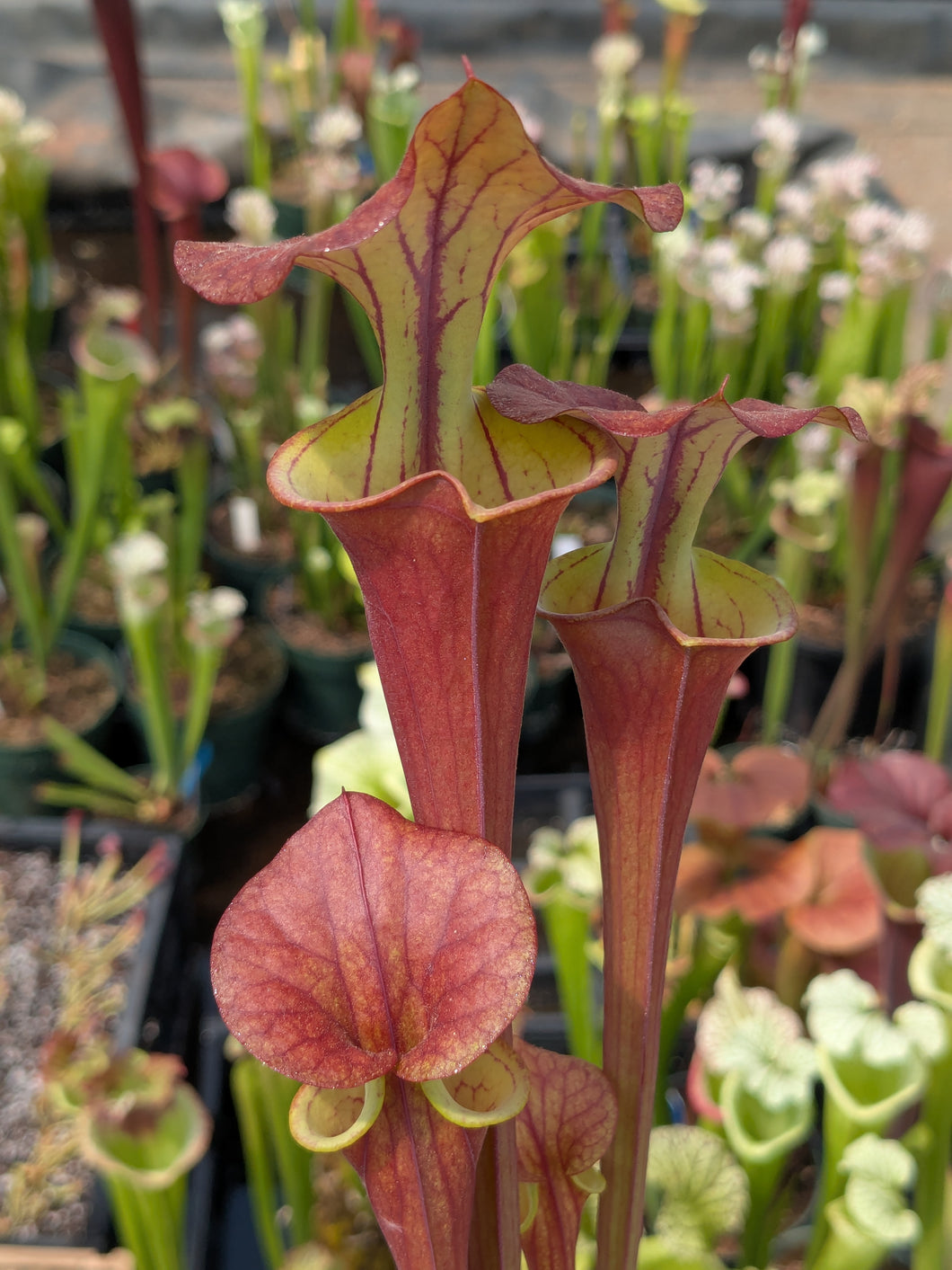 SKU22 flava var atropurpurea