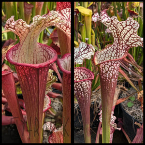 Sarracenia ('Lunchbox' x "Johnny Wilkerson") x ("Hawaiian Ice Sibling" x 'Dragon Queen') seeds