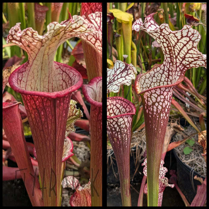 Sarracenia ('Lunchbox' x 