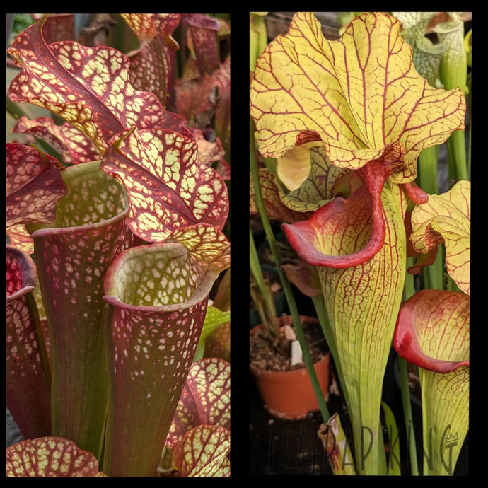 Sarracenia ‘Dragon Queen’ x 'Yellow Hornet