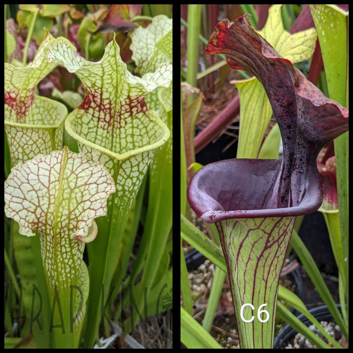 Sarracenia 