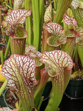 Load image into Gallery viewer, Sarracenia 'Lunchbox' x umlauftiana pitcher plant
