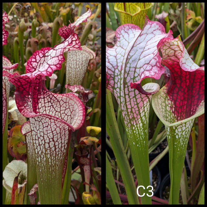Sarracenia 