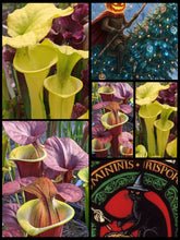 Load image into Gallery viewer, Black Friday &#39;Waccamaw&#39; x flava &quot;All Green NC 8077&quot; seeds ... 66.6% off!