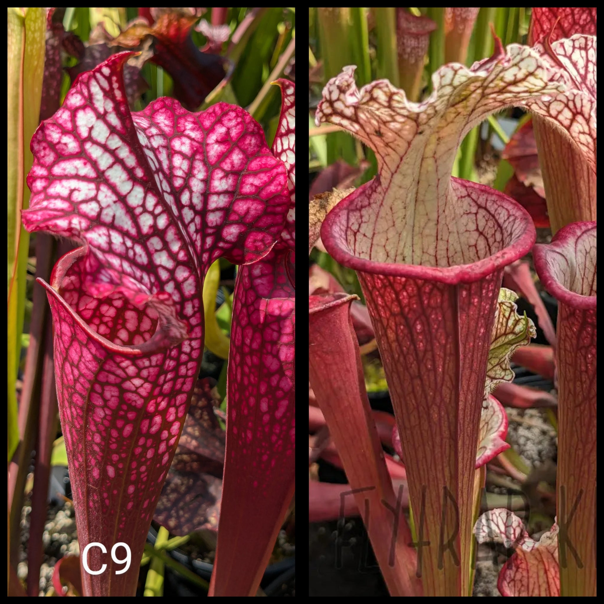 FlytrapKing Sarracenia Seeds - Thumbnail 2