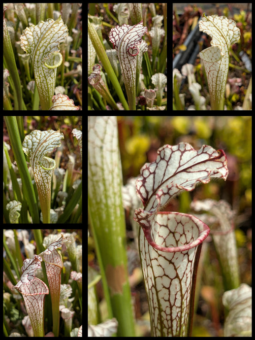 Sarracenia leucophylla “down petiole” x leucophylla “MKL53” seedlings