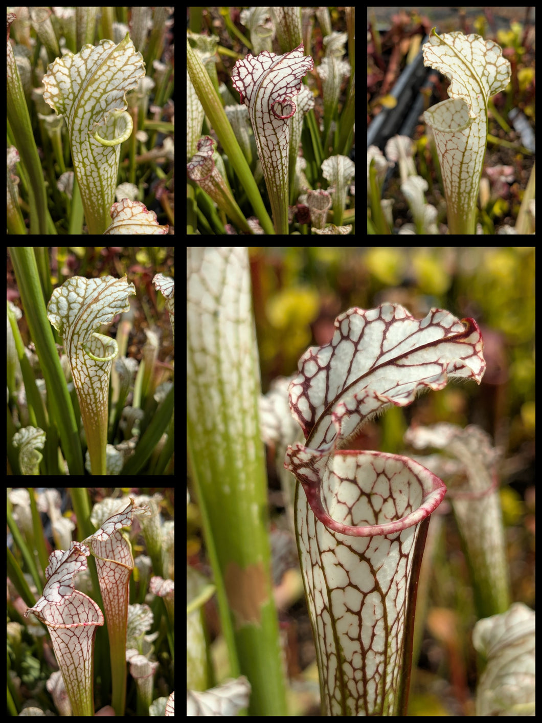 Sarracenia leucophylla “down petiole” x leucophylla “MKL53” seedlings