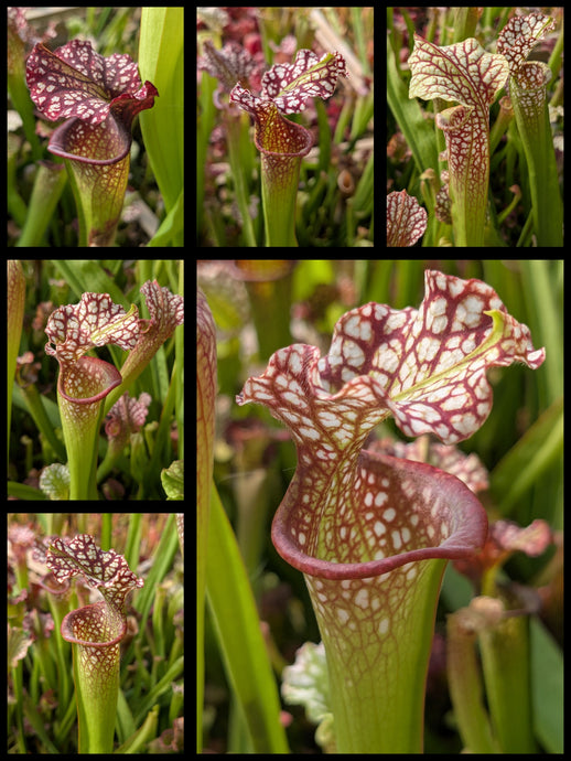 Sarracenia Leucophylla 
