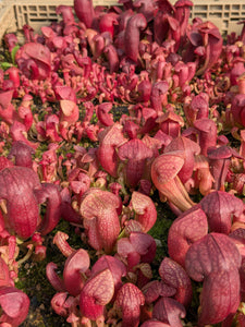 Sarracenia (gilpinii x minor var okefenokeensis) x rosea pitcher plant seedlings