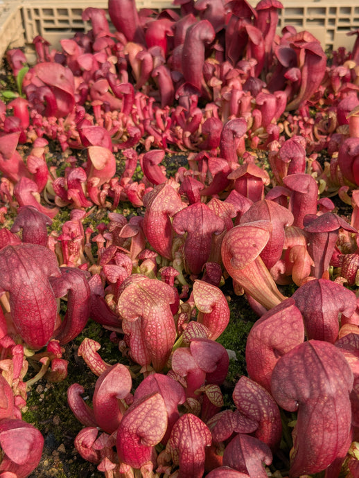 Sarracenia (gilpinii x minor var okefenokeensis) x rosea pitcher plant seedlings