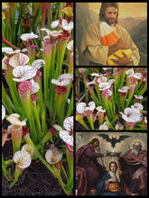 Load image into Gallery viewer, Black Friday Sarracenia &#39;Adrian Slack&#39;.... 50% off!