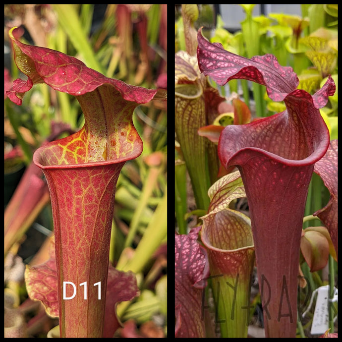 Sarracenia [(leucophylla 
