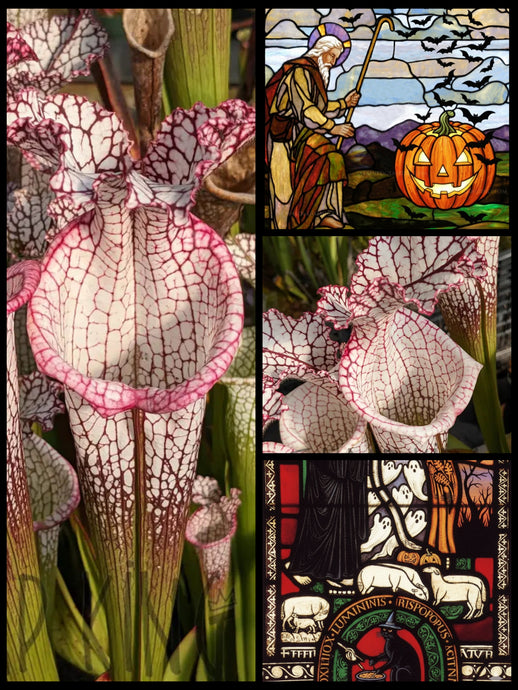 Black Friday Sarracenia leucophylla 
