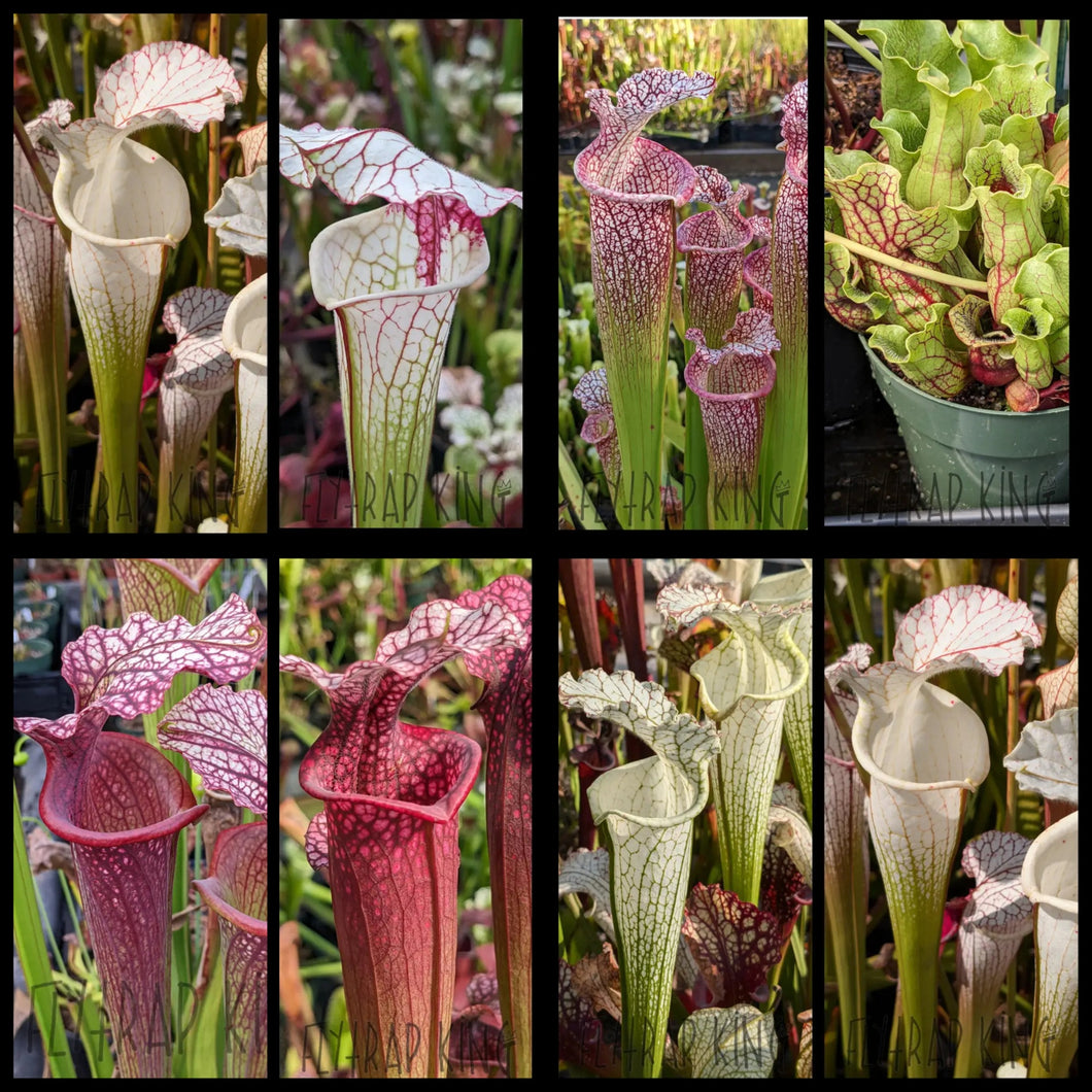 Seed mix #33.  Hybrid Hoedown. Approximately 175 seeds!