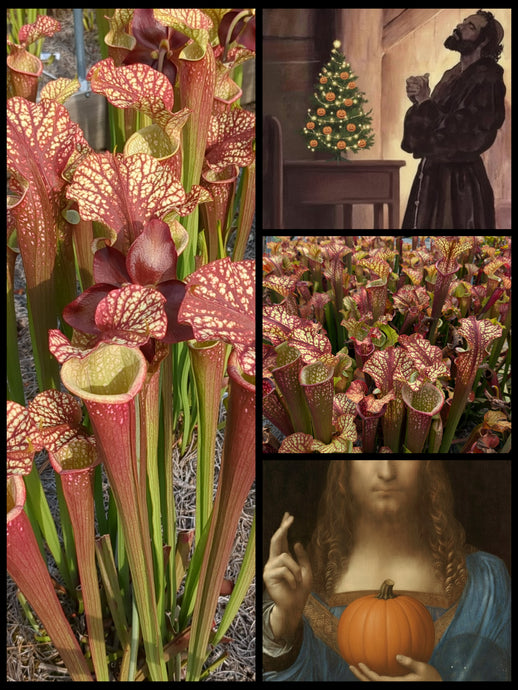 Black Friday Sarracenia 'Dragon Queen'... 66.6% off!