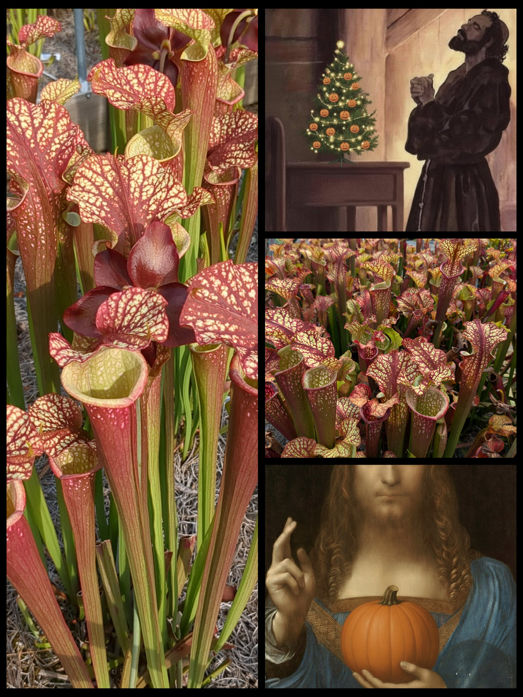 Black Friday Sarracenia 'Dragon Queen'... 66.6% off!