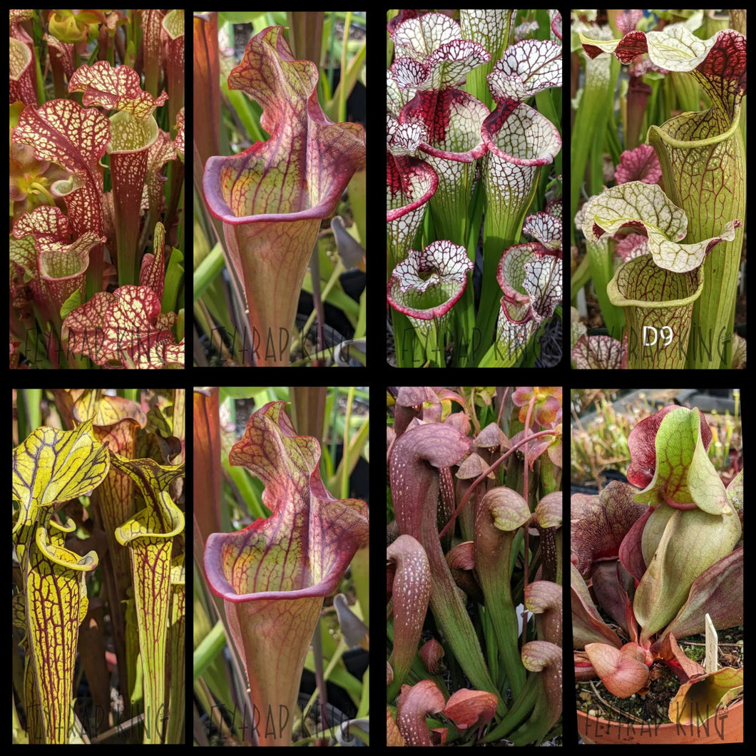 tropical house plant seeds Seed mix #21. Hybrid house. Approximately 175 seeds! – Flytrap King