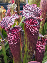 Load image into Gallery viewer, Wholesale Sarracenia hybrid supermix 20 count