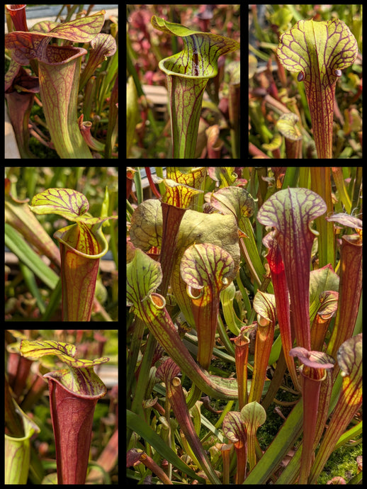 Sarracenia 'Black Widow' x 