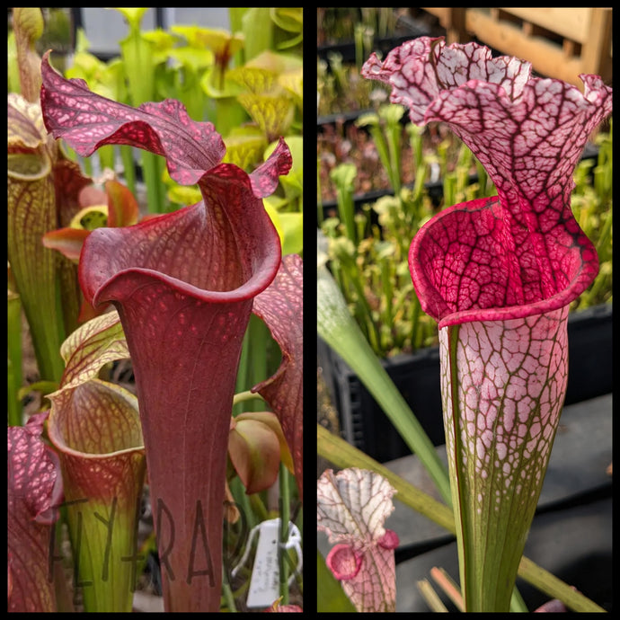Sarracenia 'Royal Ruby' x 