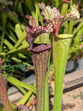 Load image into Gallery viewer, SKU105 “Hawaiian Ice” x (‘Lunchbox’ x “Johnny Wilkerson”)