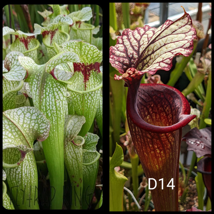 Sarracenia ('Leah Wilkerson' x umlauftiana) x ('Leah Wilkerson' x 'Royal Ruby) seeds