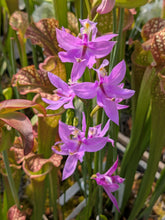 Load image into Gallery viewer, Calopogon tuberosus - Black Friday special offer!