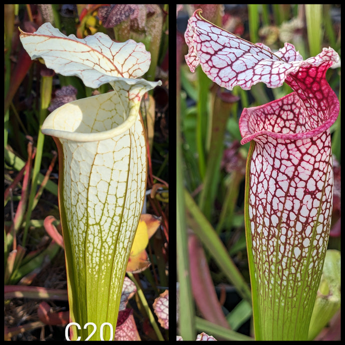 Sarracenia (leucophylla 'Hurricane Creek White' clone F x 'Adrian Slack') x (