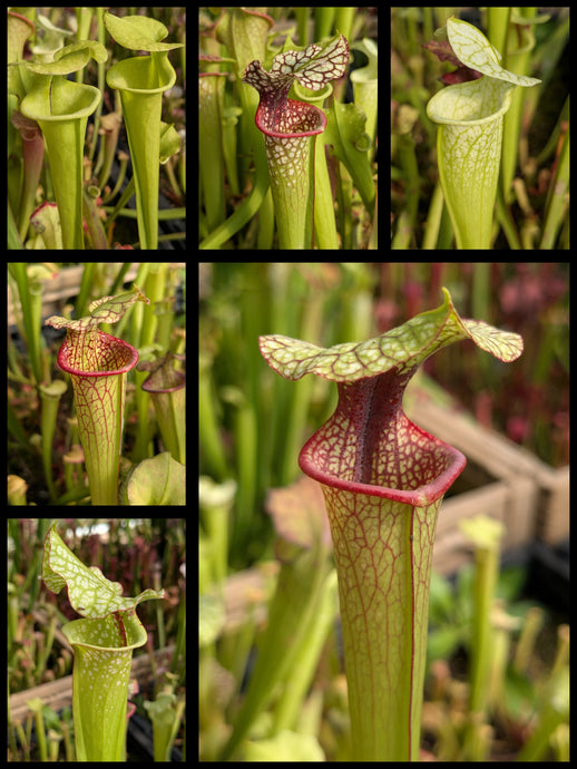 Sarracenia moorei 'Hot Lips' x 'Legacy' pitcher plant seedlings