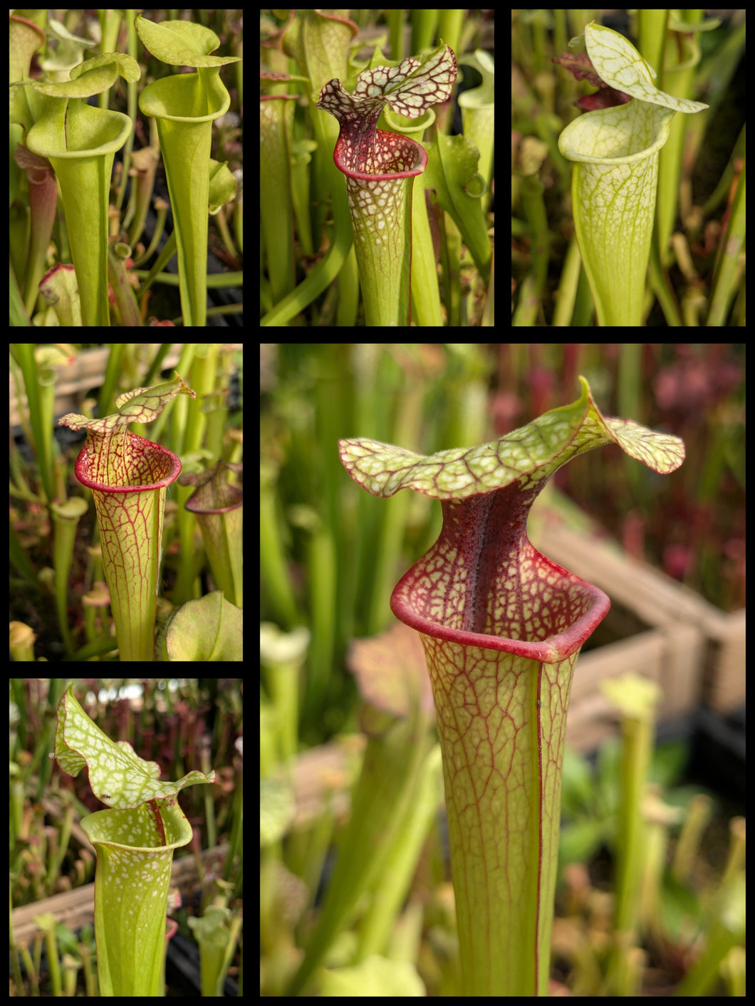 Sarracenia moorei 'Hot Lips' x 'Legacy' pitcher plant seedlings