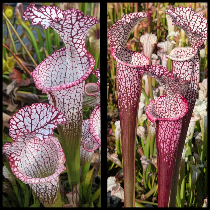 Sarracenia leucophylla 