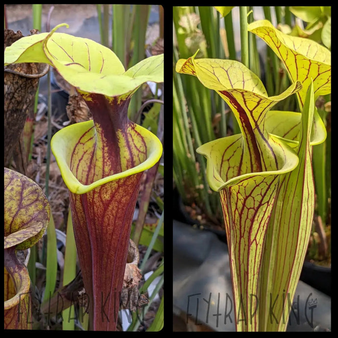 Sarracenia flava var. rubricorpora “Vigorous” x flava var. rubricorpora “Bulloch” seeds