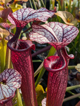 Load image into Gallery viewer, Sarracenia (Purple Lips x flava var ornata) x 'Adrian Slack' pitcher plant