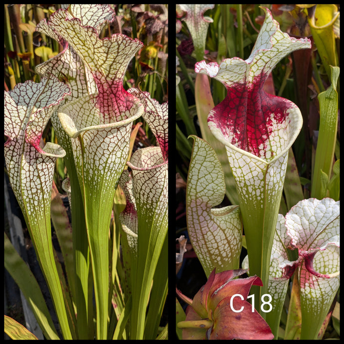 Sarracenia ('Leah Wilkerson' x 'Lunchbox') x (