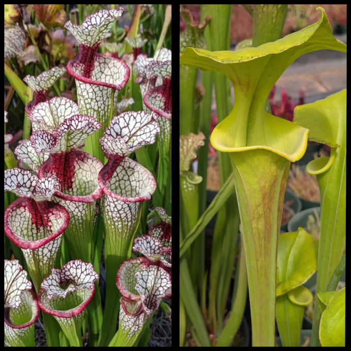 Sarracenia 'Lunchbox' x flava 'Pastel' seeds
