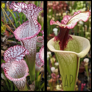 Sarracenia leucophylla "Liberty" x 'Legacy' seeds
