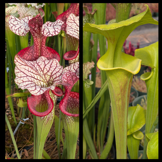 Sarracenia 'Caitrin Claire' x flava 'Pastel' seeds