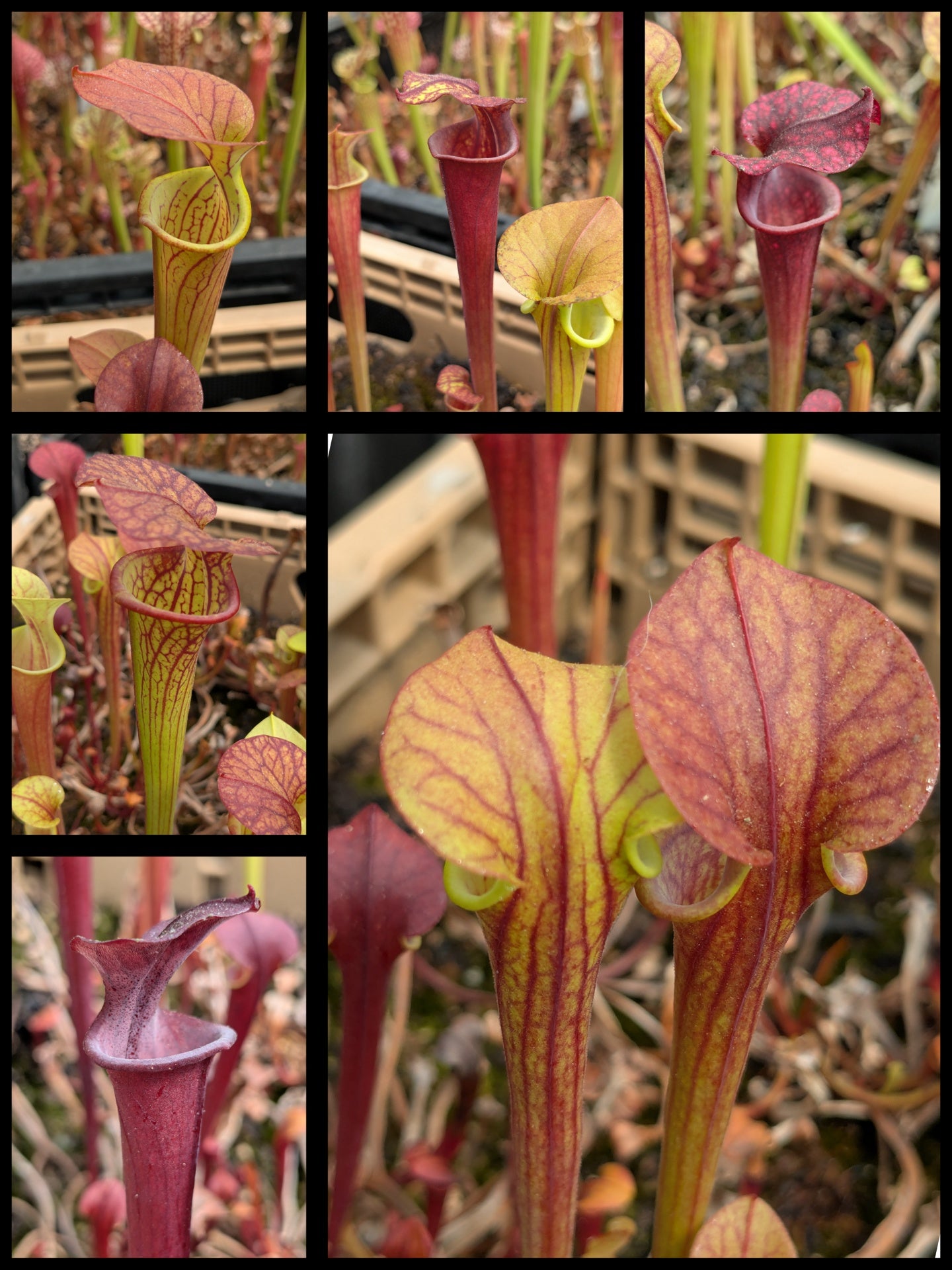 Sarracenia 'Waccamaw' x 'Saurus' pitcher plant seedlings – Flytrap