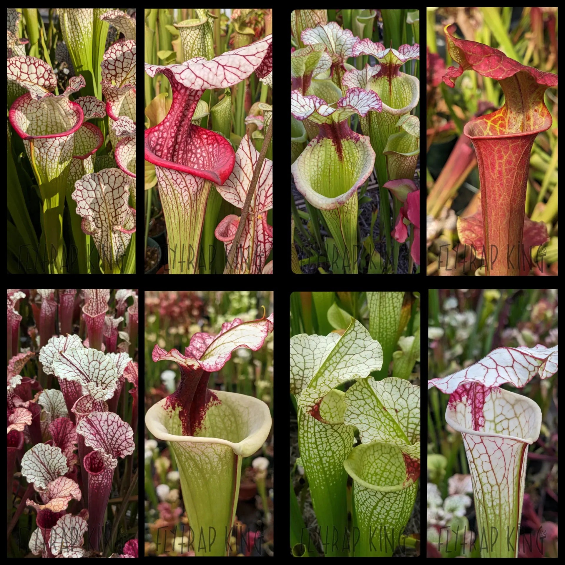 Sarracenia Seed Mix – Flytrap King
