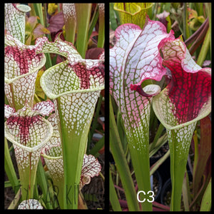 Sarracenia (leucophylla "Cronus" x 'Lunchbox') x ("Bud Wilkerson" x "Wilkerson's White Knight") seeds