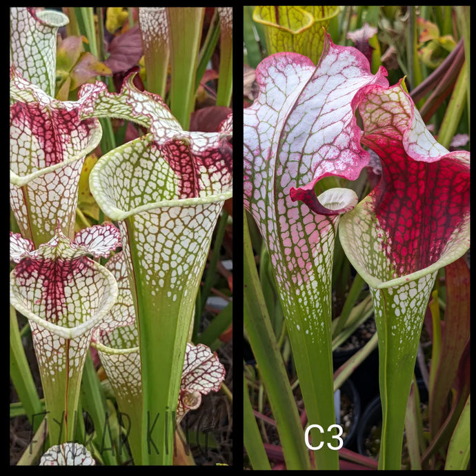 Sarracenia (leucophylla 