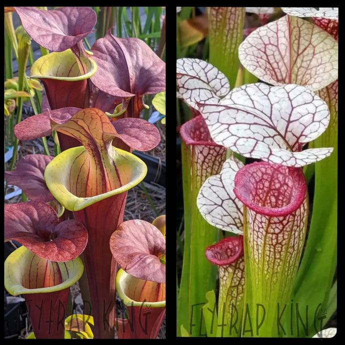 Sarracenia 'Waccamaw' x 'Adrian Slack' seeds