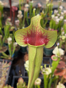 SKU31 flava "Extreme Throat" x purpurea "veinless"