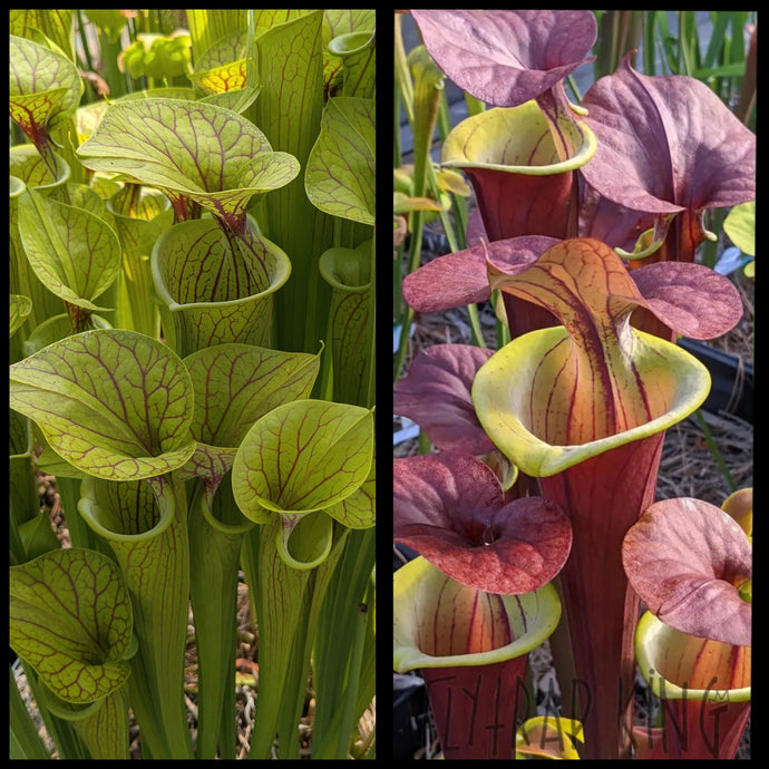 Sarracenia flava 