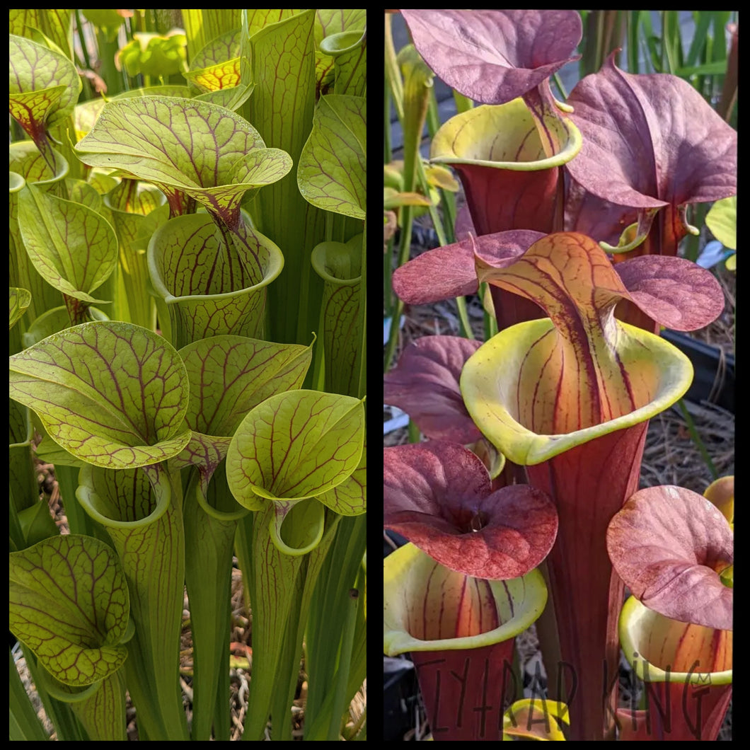 Sarracenia flava 